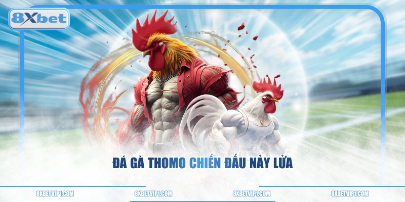 Đá gà Thomo chiến đấu nảy lửa