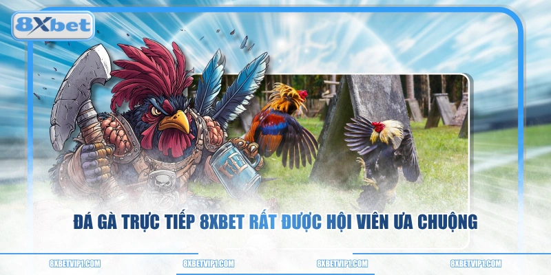 Đá gà trực tiếp 8XBET rất được hội viên ưa chuộng