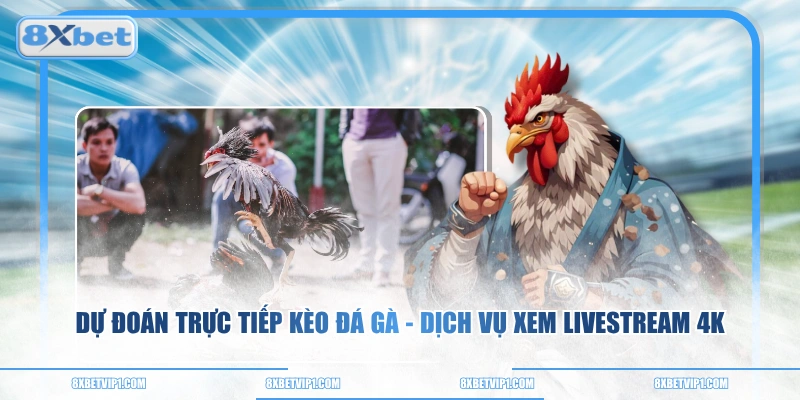 Dự Đoán Trực Tiếp Kèo Đá Gà - Dịch Vụ Xem Livestream 4K