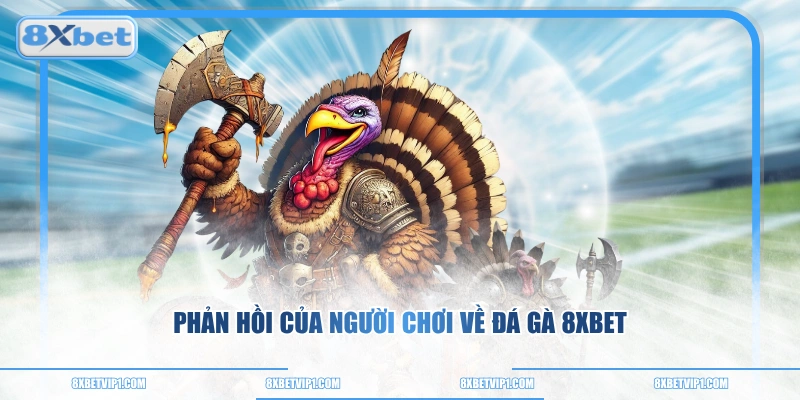 Phản hồi của người chơi về đá gà 8XBET