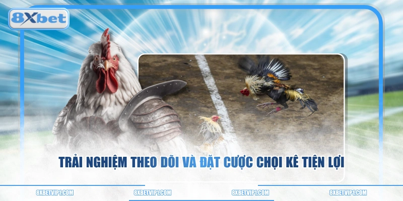 Trải nghiệm theo dõi và đặt cược chọi kê tiện lợi