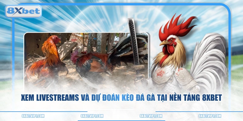 Xem livestreams và dự đoán kèo đá gà tại nền tảng 8XBET 