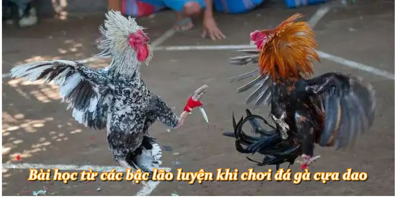 Bài học từ các bậc lão luyện khi chơi đá gà cựa dao