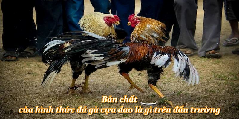 Bản chất của hình thức đá gà cựa dao là gì trên đấu trường