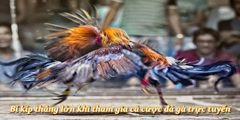 Bí kíp thắng lớn khi tham gia cá cược đá gà trực tuyến