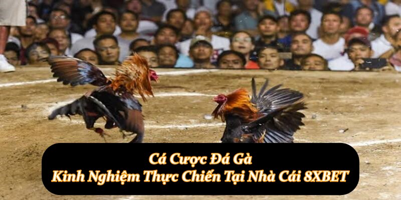 Cá Cược Đá Gà - Kinh Nghiệm Thực Chiến Tại Nhà Cái 8XBET