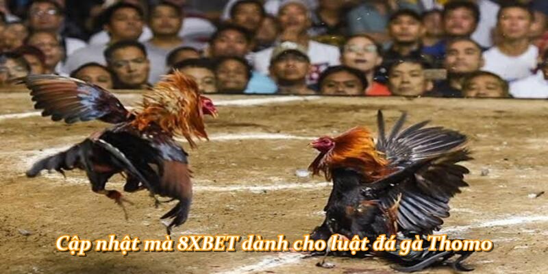 Cập nhật mà 8XBET dành cho luật đá gà Thomo