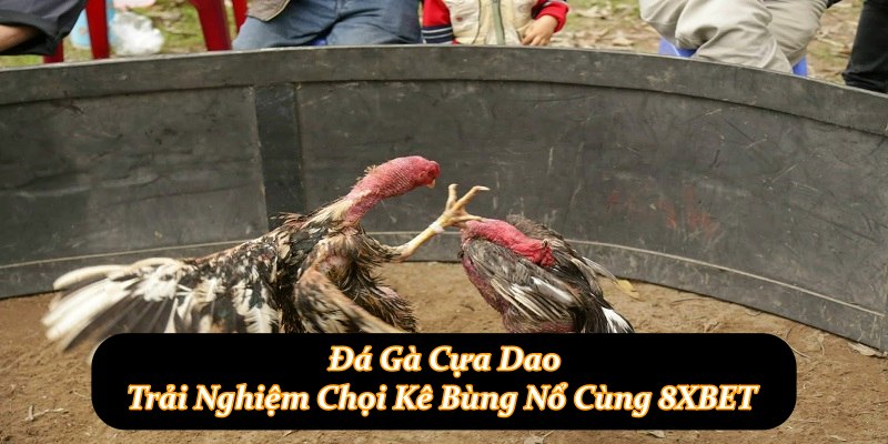 Đá Gà Cựa Dao - Trải Nghiệm Chọi Kê Bùng Nổ Cùng 8XBET
