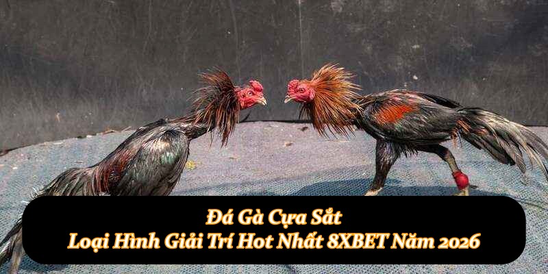 Đá Gà Cựa Sắt – Loại Hình Giải Trí Hot Nhất 8XBET Năm 2026