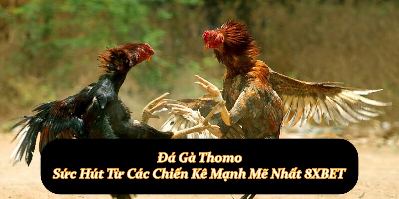Đá Gà Thomo – Sức Hút Từ Các Chiến Kê Mạnh Mẽ Nhất 8XBET