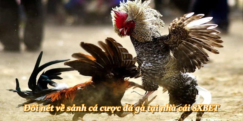Đôi nét về sảnh cá cược đá gà tại nhà cái 8XBET