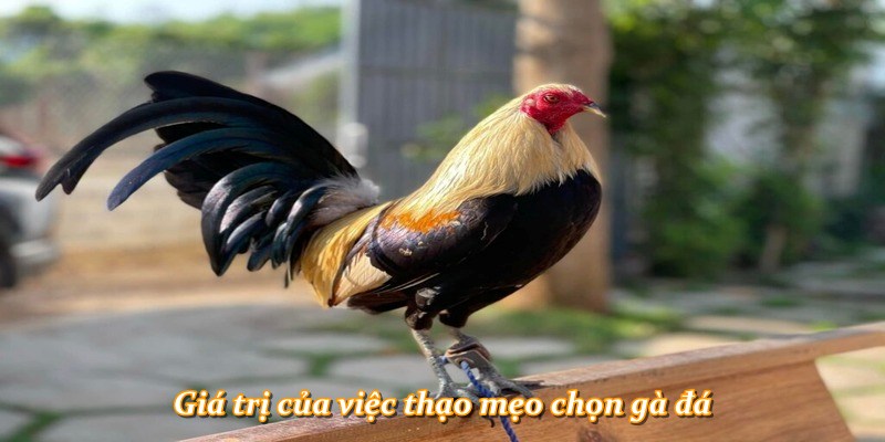Giá trị của việc thạo mẹo chọn gà đá