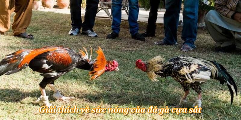 Giải thích về sức nóng của đá gà cựa sắt