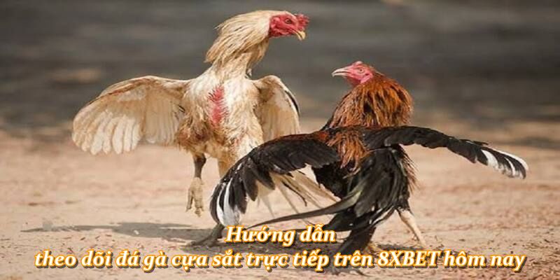 Hướng dẫn theo dõi đá gà cựa sắt trực tiếp trên 8XBET hôm nay