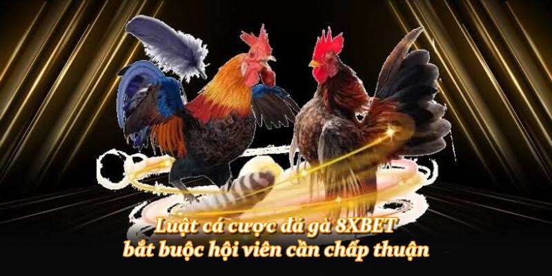 Luật cá cược đá gà 8XBET bắt buộc hội viên cần chấp thuận