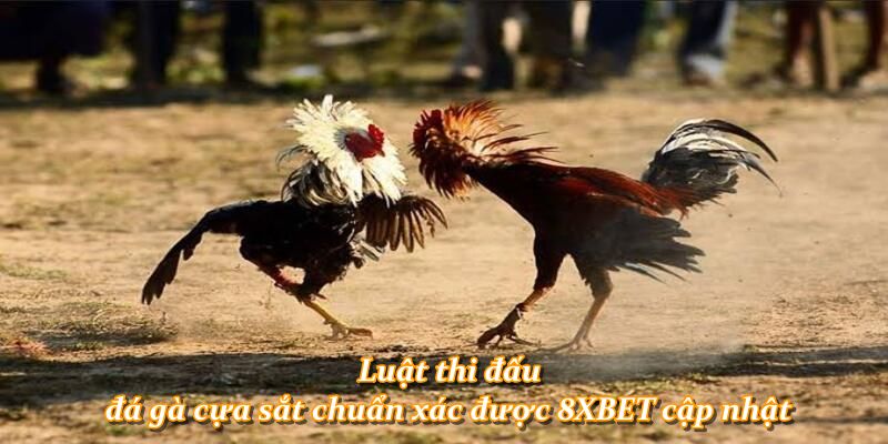 Luật thi đấu đá gà cựa sắt chuẩn xác được 8XBET cập nhật