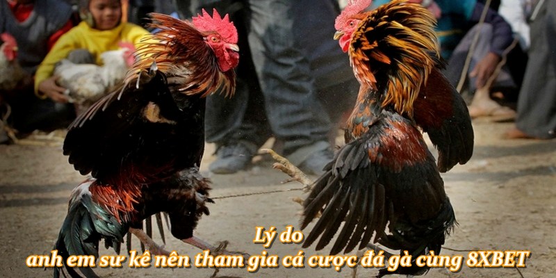 Lý do anh em sư kê nên tham gia cá cược đá gà cùng 8XBET