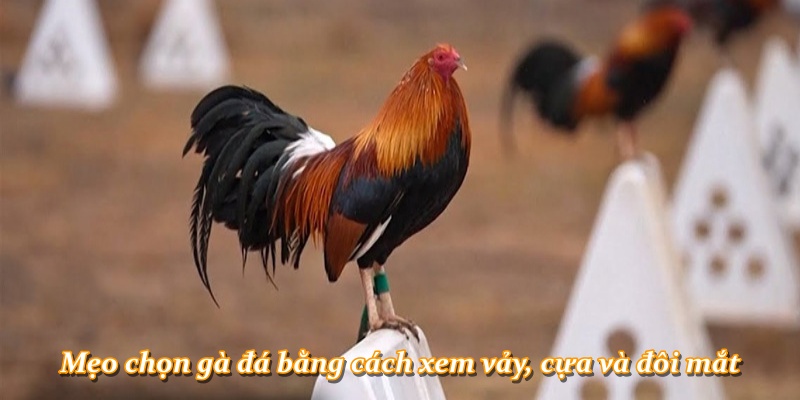 Mẹo chọn gà đá bằng cách xem vảy, cựa và đôi mắt