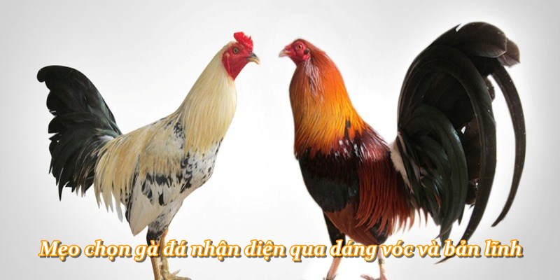 Mẹo chọn gà đá nhận diện qua dáng vóc và bản lĩnh