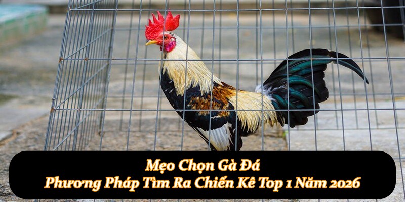 Mẹo Chọn Gà Đá - Phương Pháp Tìm Ra Chiến Kê Top 1 Năm 2026