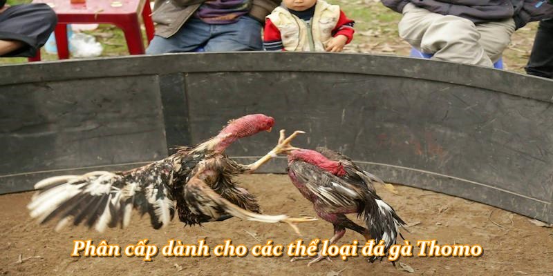 Phân cấp dành cho các thể loại đá gà Thomo