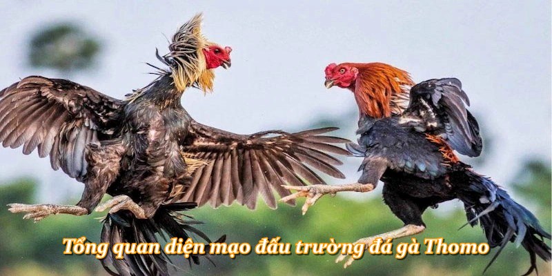 Tổng quan diện mạo đấu trường đá gà Thomo