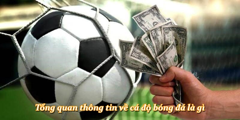 Tổng quan thông tin về cá độ bóng đá là gì